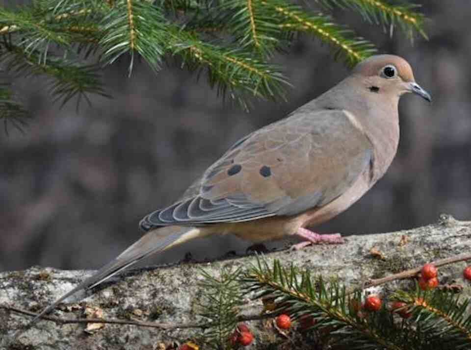 A Mourning Dove perched in a tree.