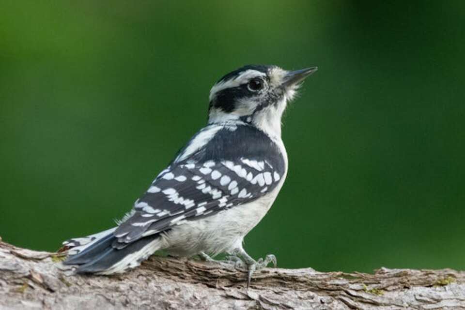 A female Downy Woodpecker perched in a tree.