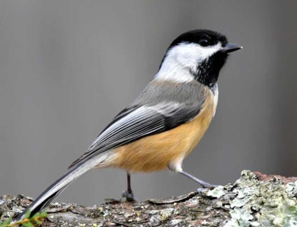 A Black-capped chickadee perched in tree.