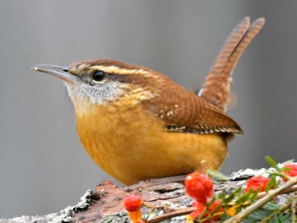 A Carolina Wren perched in a tree.