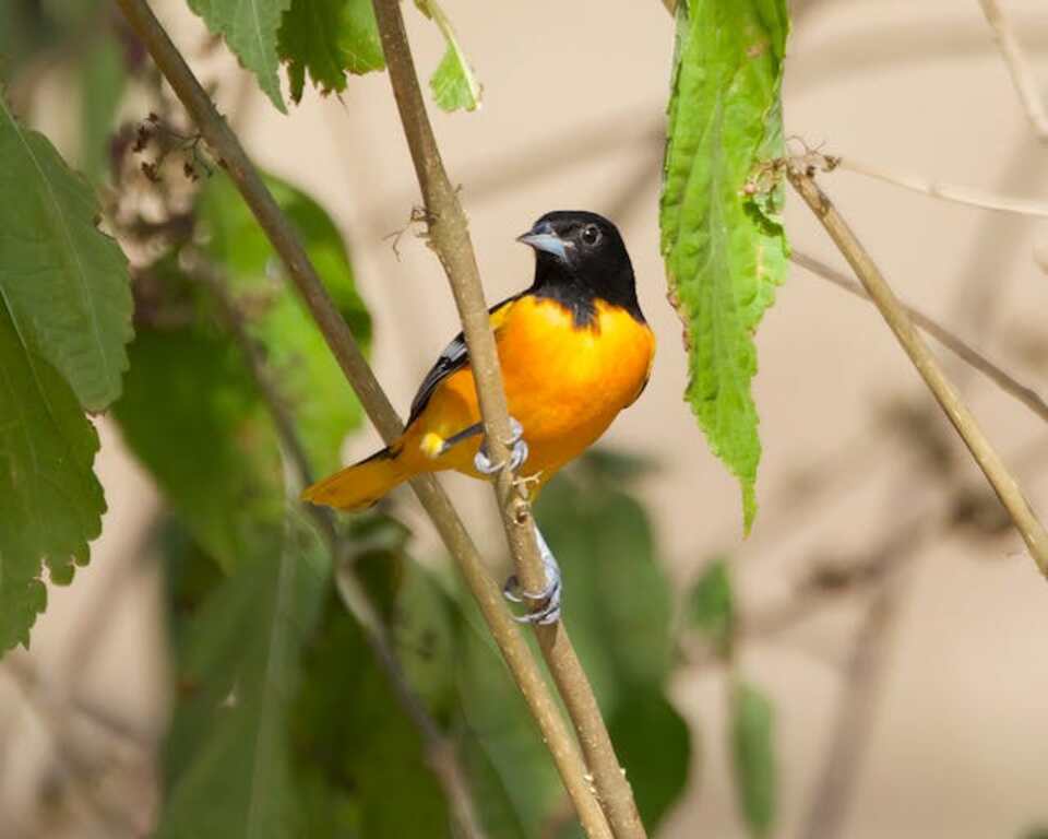 A Baltimore Oriole perched on a tree branch.