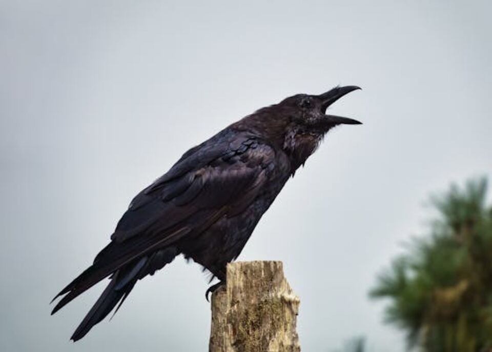 A Common Raven perched on a wooden post, cawing.