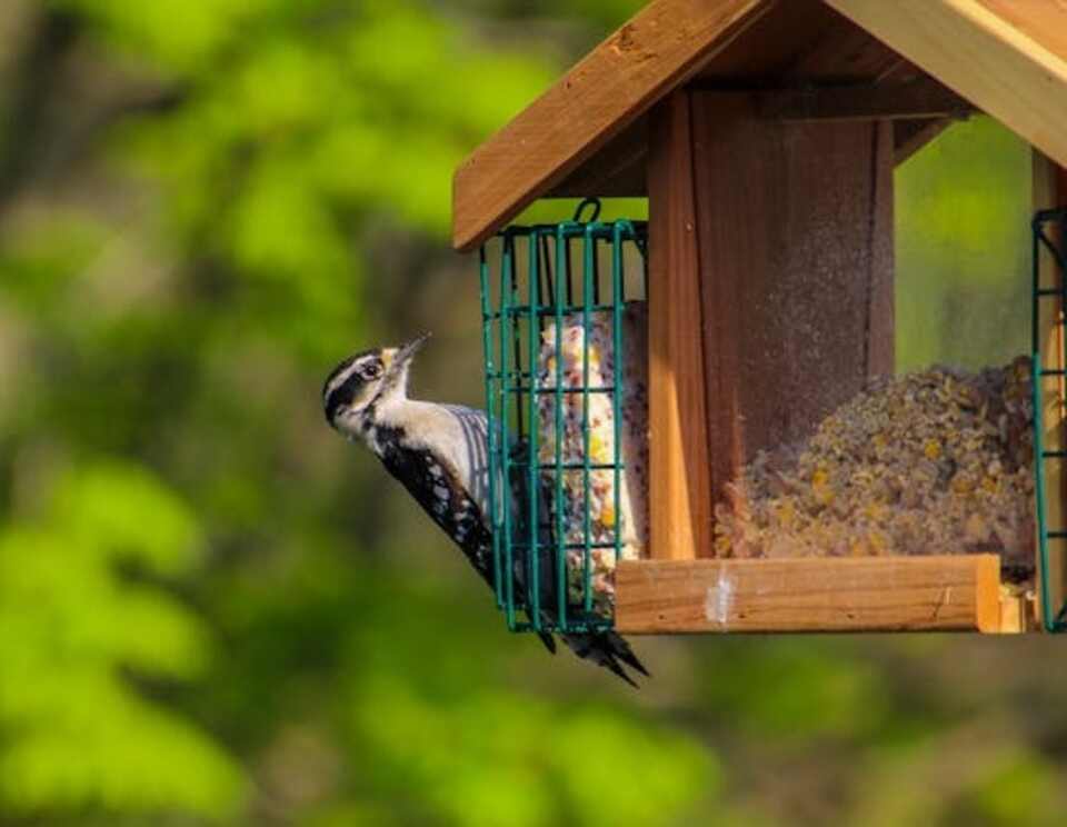 A Downy Woodpecker feeding on suet from a bird feeder.