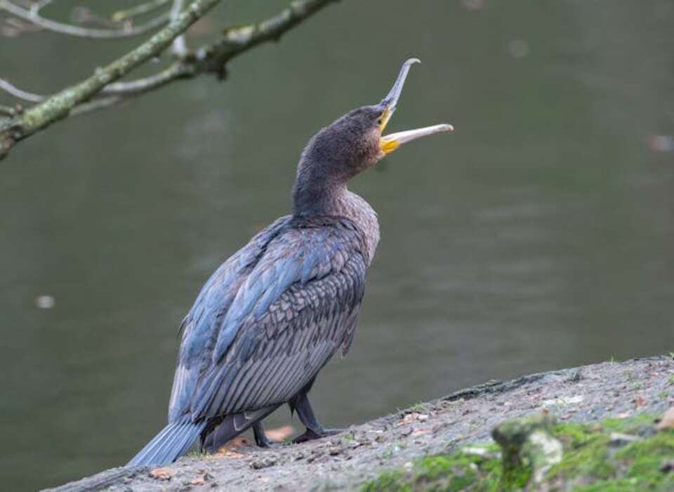 A Great Cormorant on land.