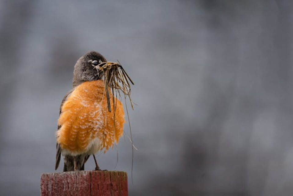 A male American Robin gathering nesting materials.