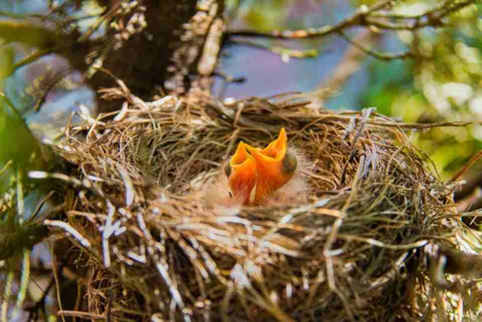 American Robin nest with a pair of chicks inside.