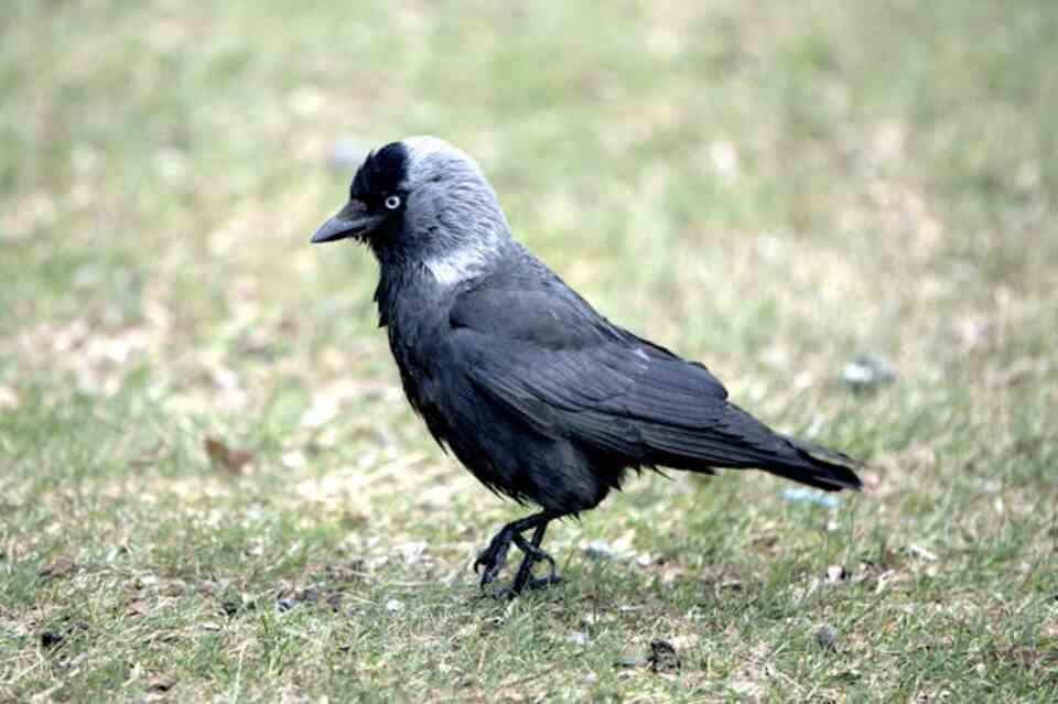 A Western Jackdaw foraging on the ground.