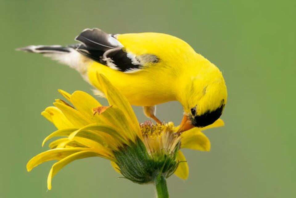 American Goldfinch feeding on seeds from a flower.