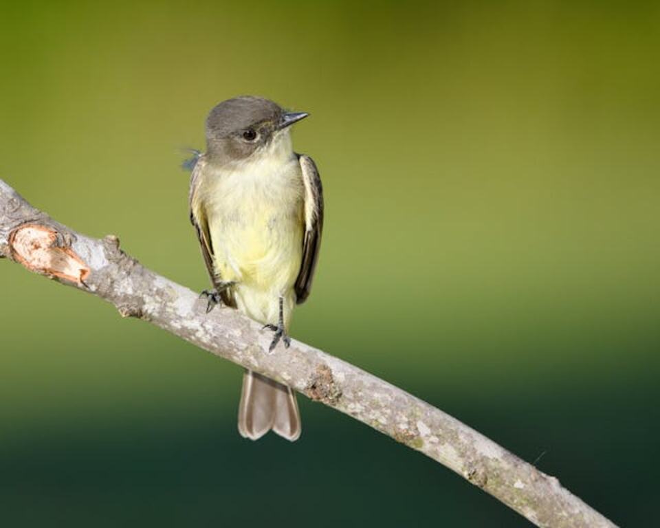 Eastern Phoebe perched on a branch.