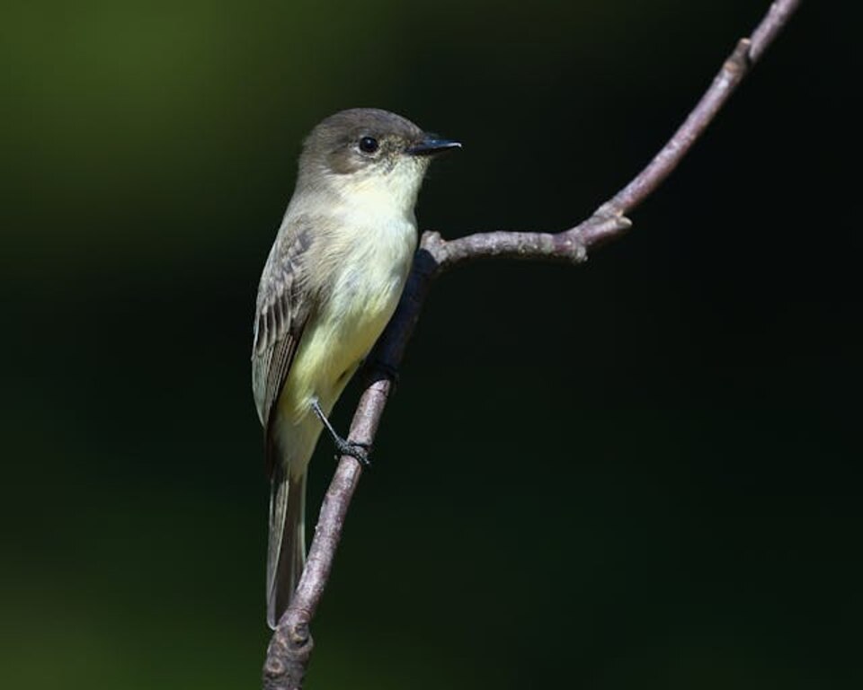 Eastern Phoebe perched on a tree branch.