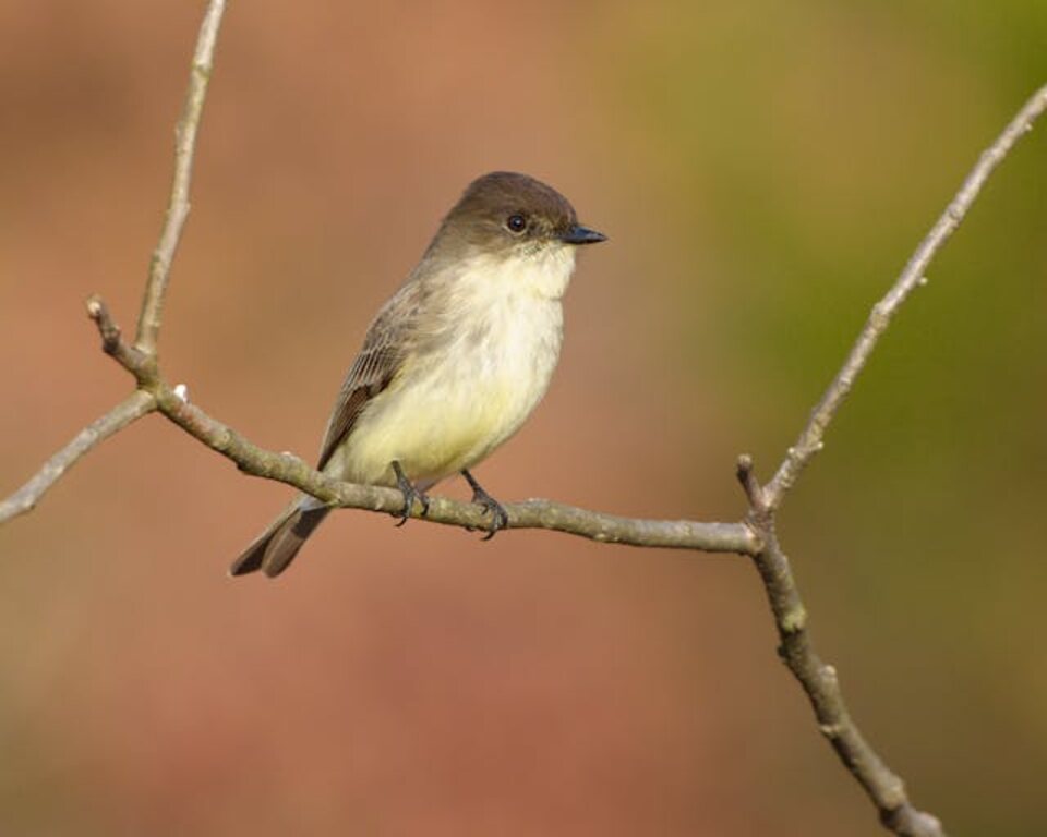 Eastern Phoebe perched on a twig.