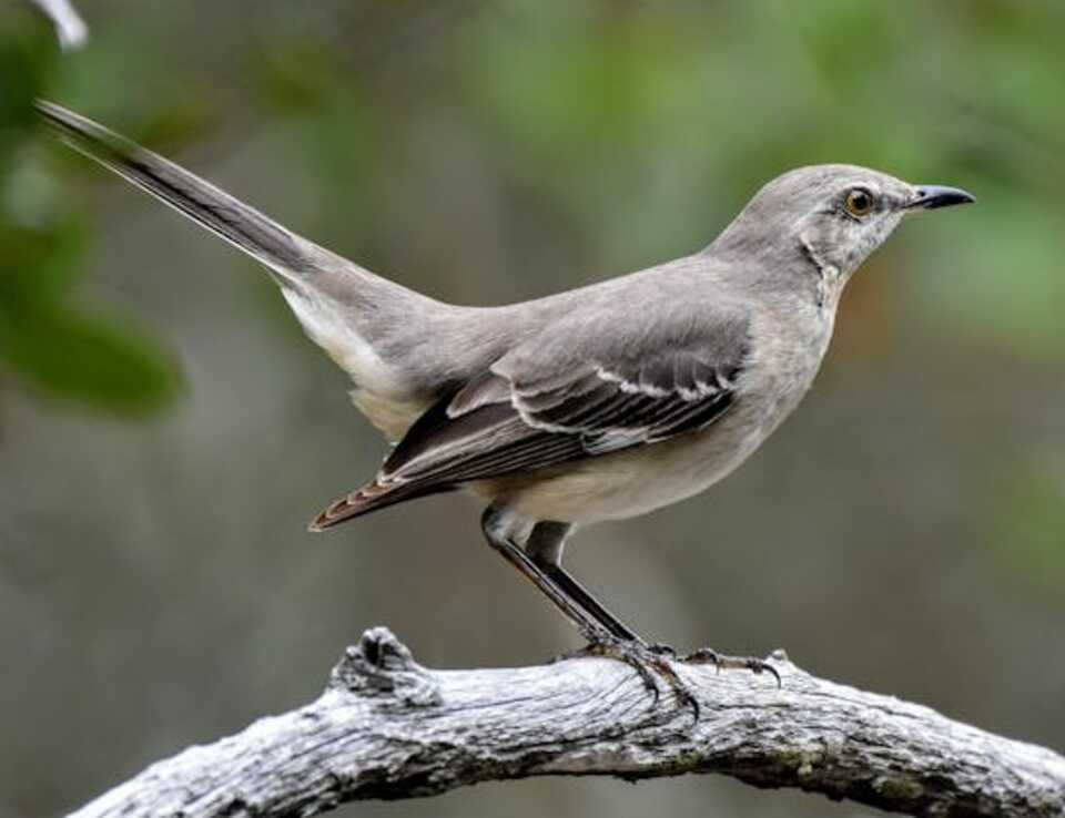 A Northern Mockingbird perched on a vine branch.