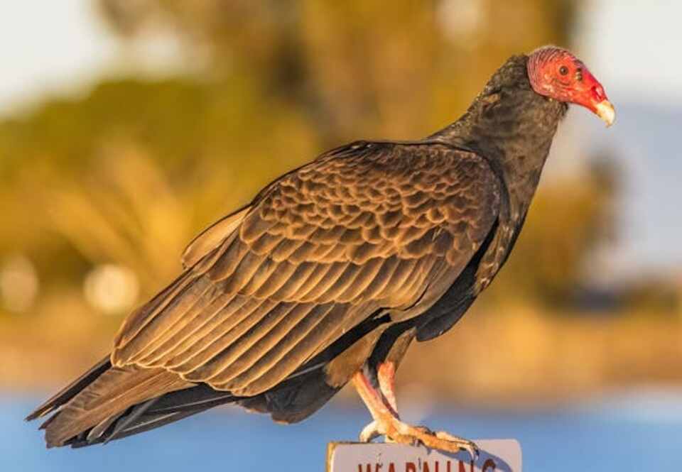 A Turkey Vulture perched on a wooden post.