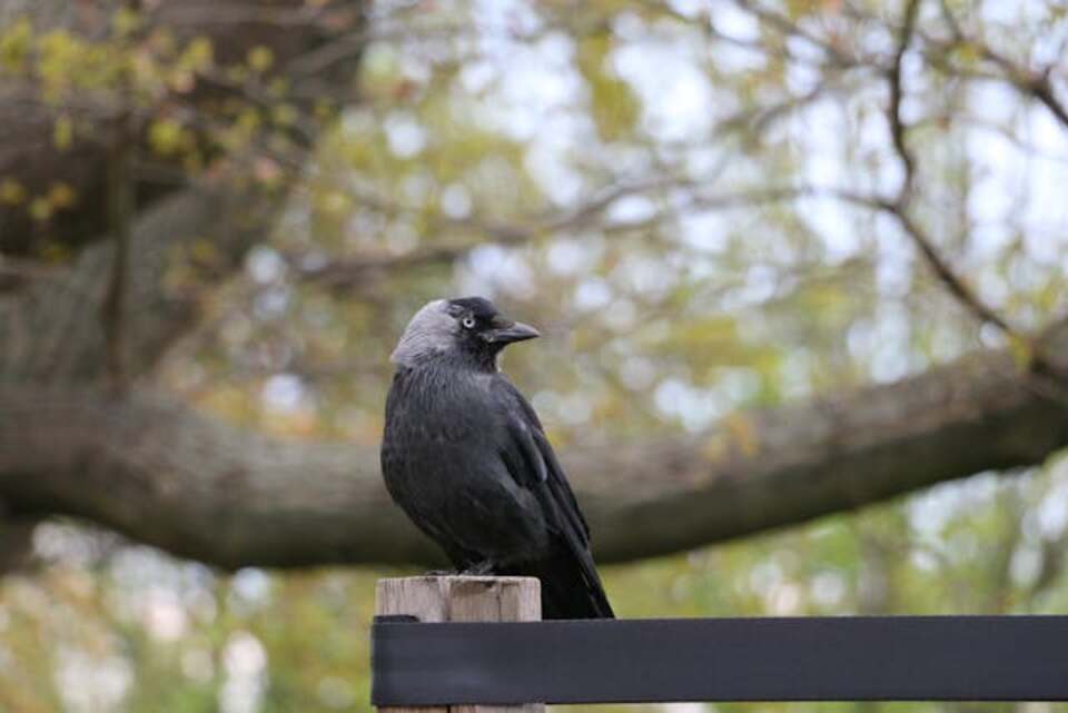 A Western Jackdaw perched on a railing.