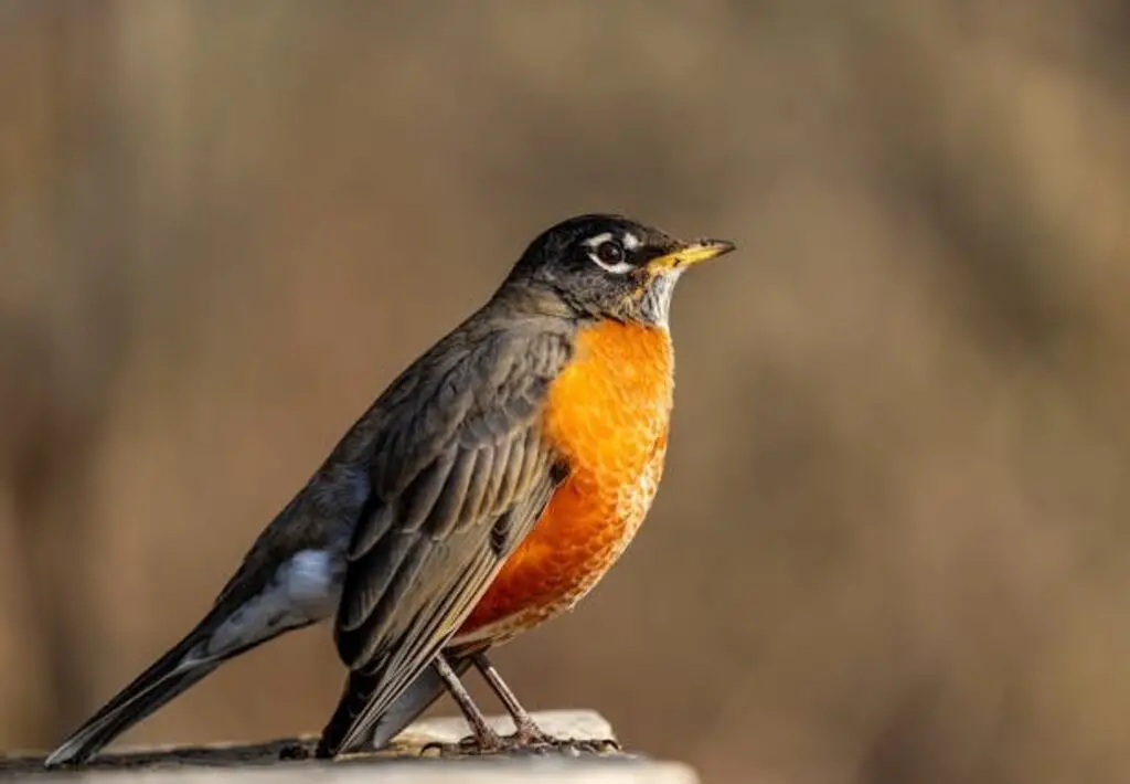 American Robin perched on a rock.