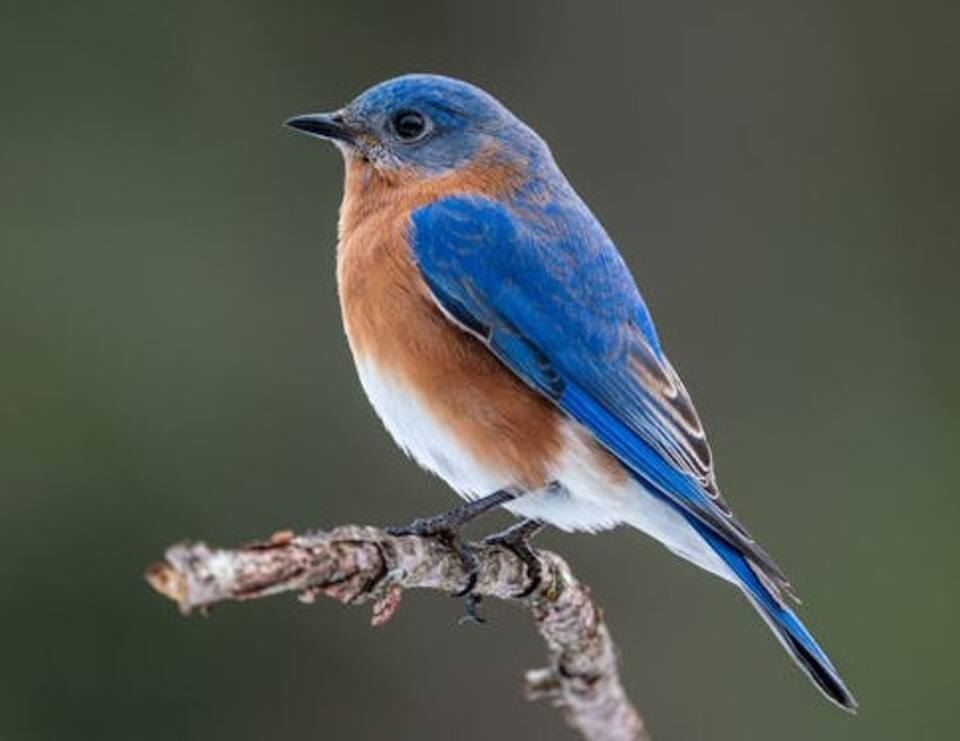 An Eastern Bluebird perched on a tree branch.