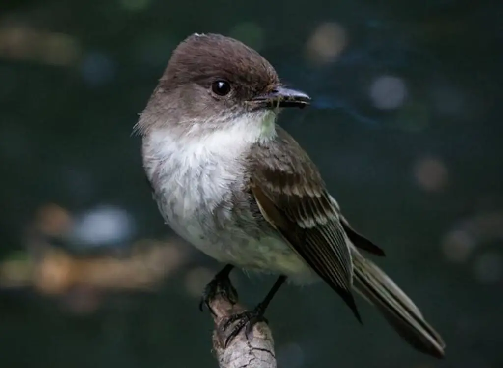 How to Attract Eastern Phoebe to Your Garden?