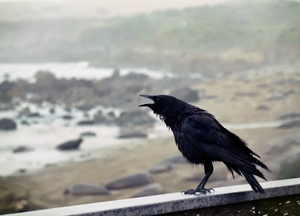 A Common Raven perched on a concrete wall.