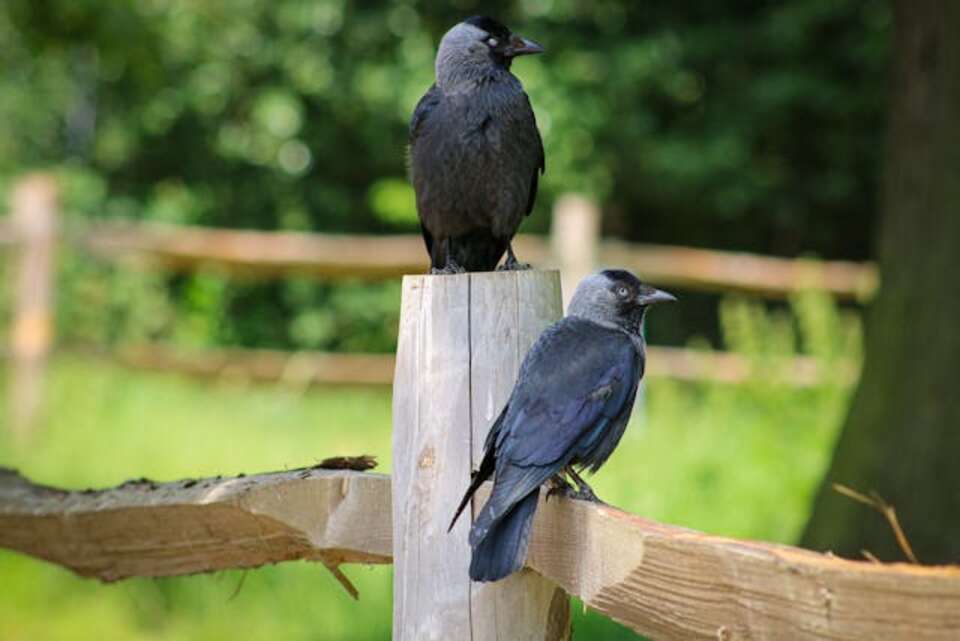 Close-up of Jackdaws on a Wooden Fence
