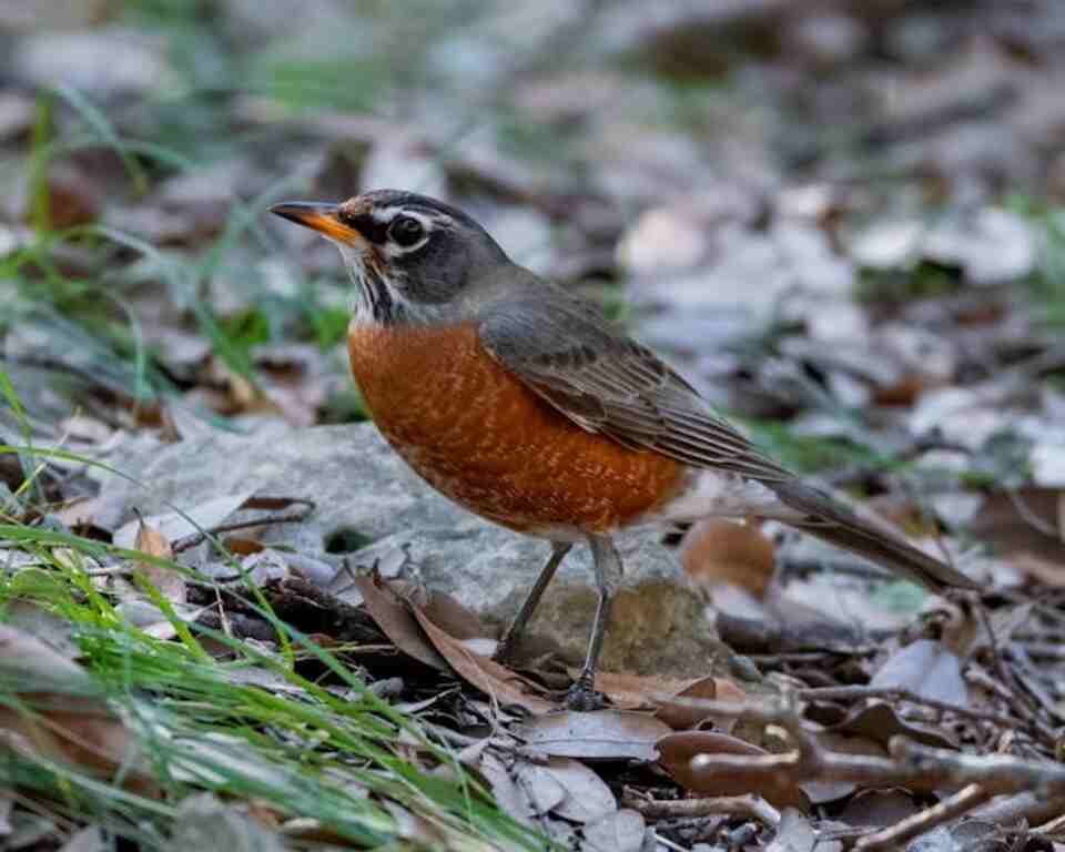 An American Robin foraging for worms on the ground.