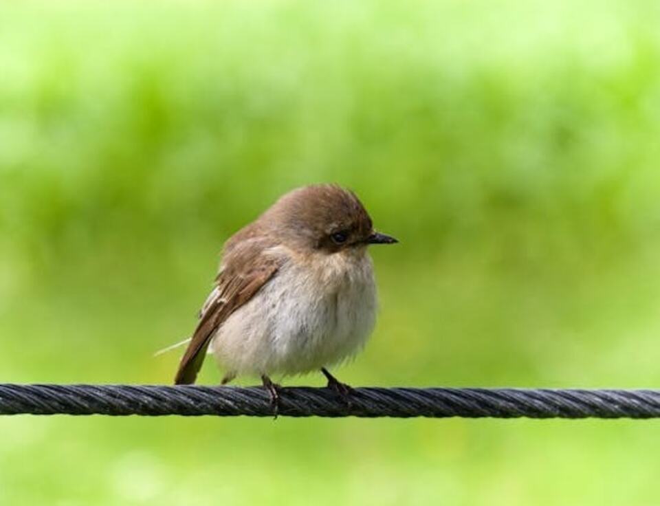 Eastern Phoebe perched on a wire.