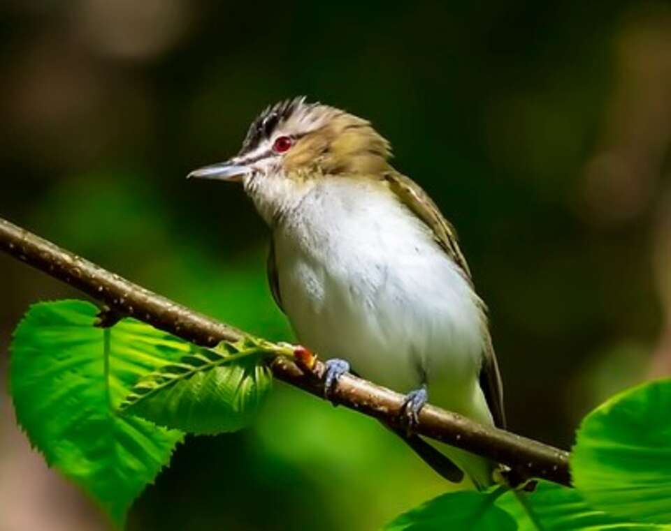 A Red-eyed Vireo perched on a tree branch.