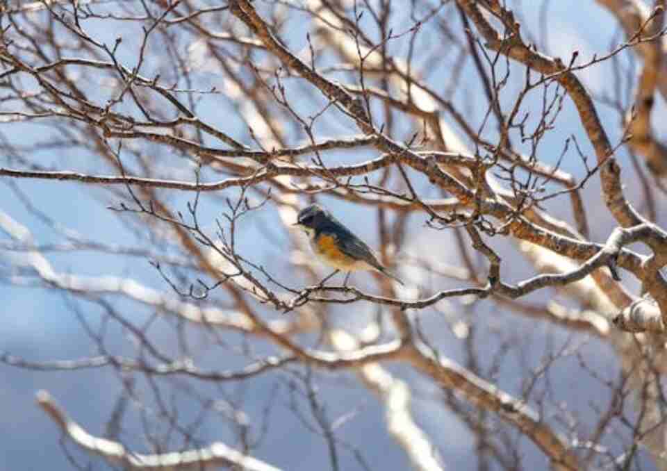 A Red-flanked Bluetail perched in a tree in winter.