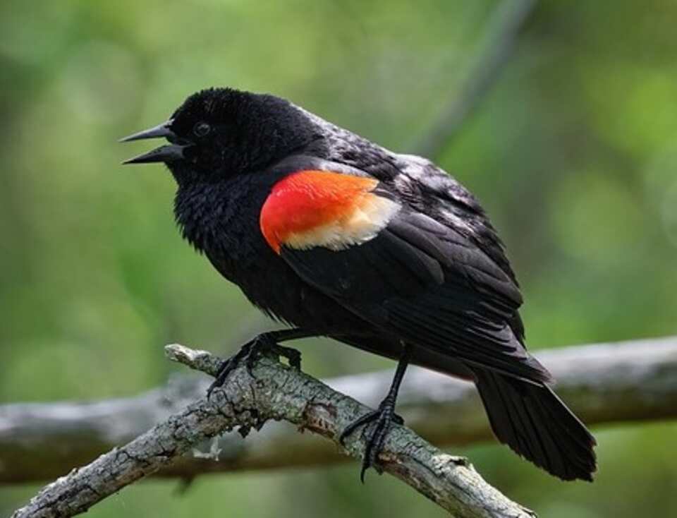 A Red-winged Blackbird perched in a tree.