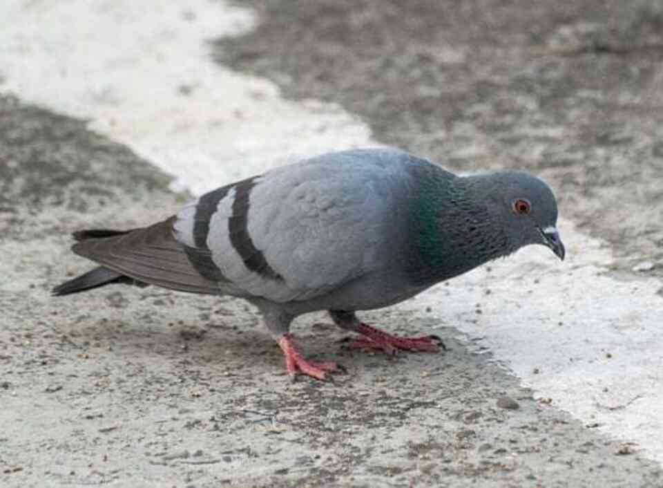 A Rock Pigeon foraging on the ground.