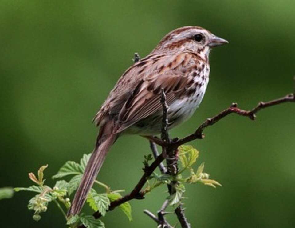 A Song Sparrow perched on a branch.