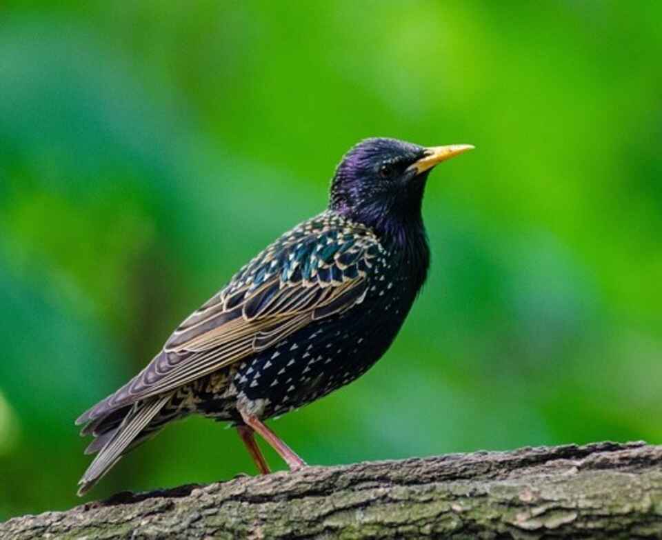 A European Starling perched in a tree.