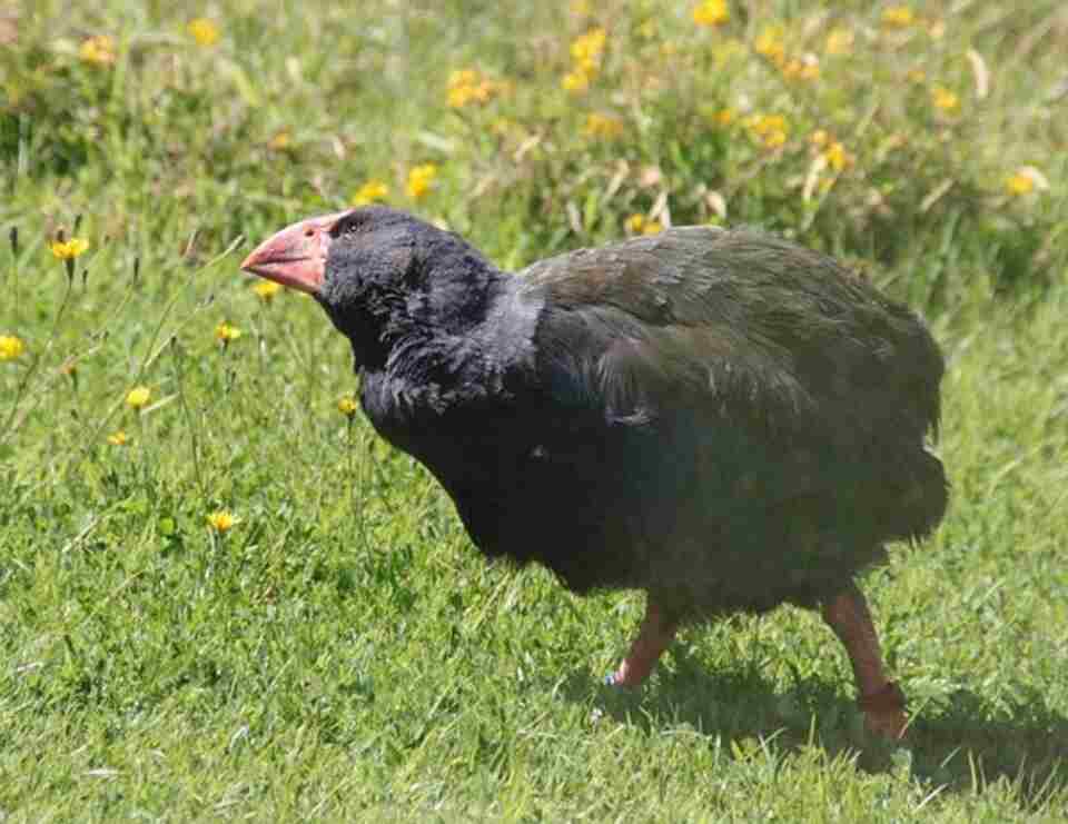 A Takahe walking around.