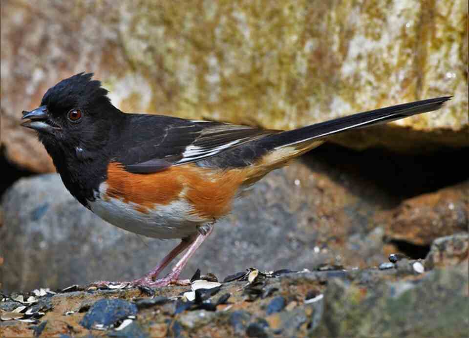 An Eastern Towhee eating seeds.