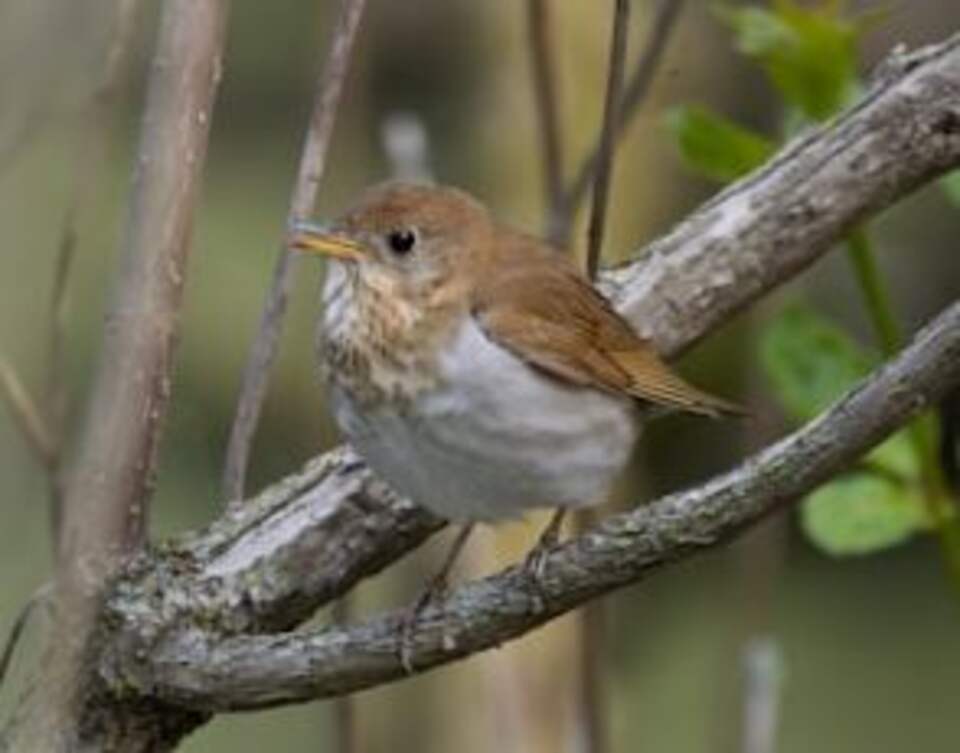 A Veery perched in a tree.