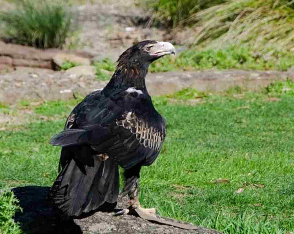 Wedge-tailed Eagle 