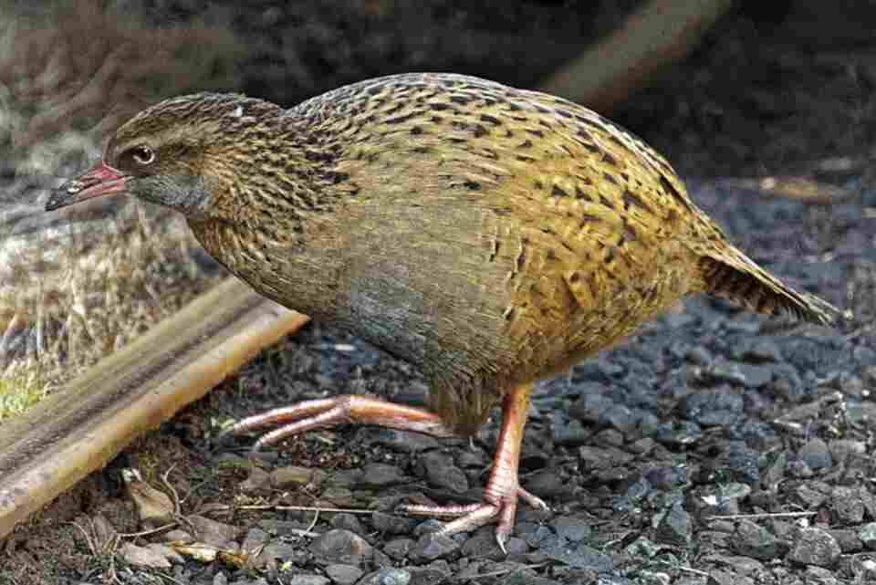 A Weka foraging on the ground.