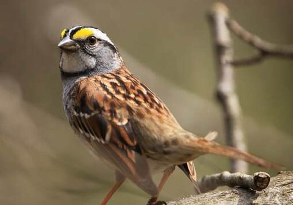 A White-throated Sparrow perched in a tree.