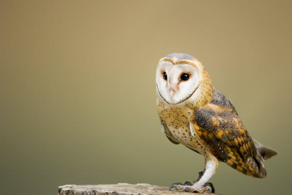 A Barn Owl perched on a tree stump.