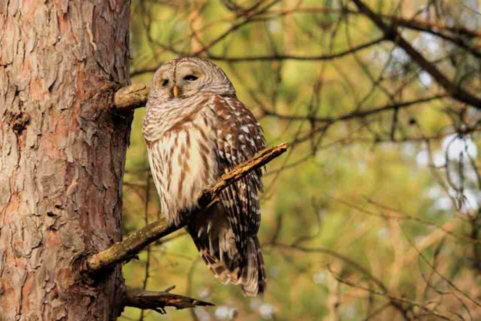 A Barred owl perched in a tree.