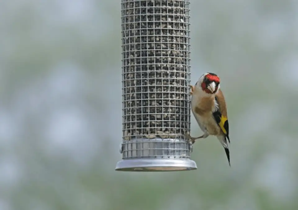 A European Goldfinch at a feeder.