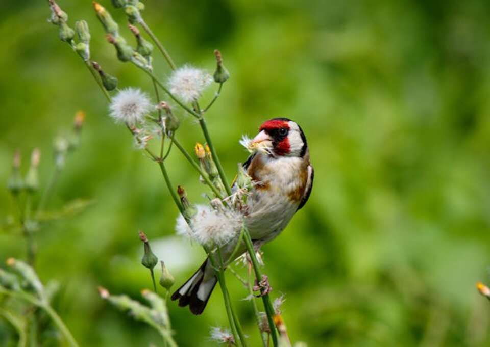 A European Goldfinch eating the seeds from dandelions.