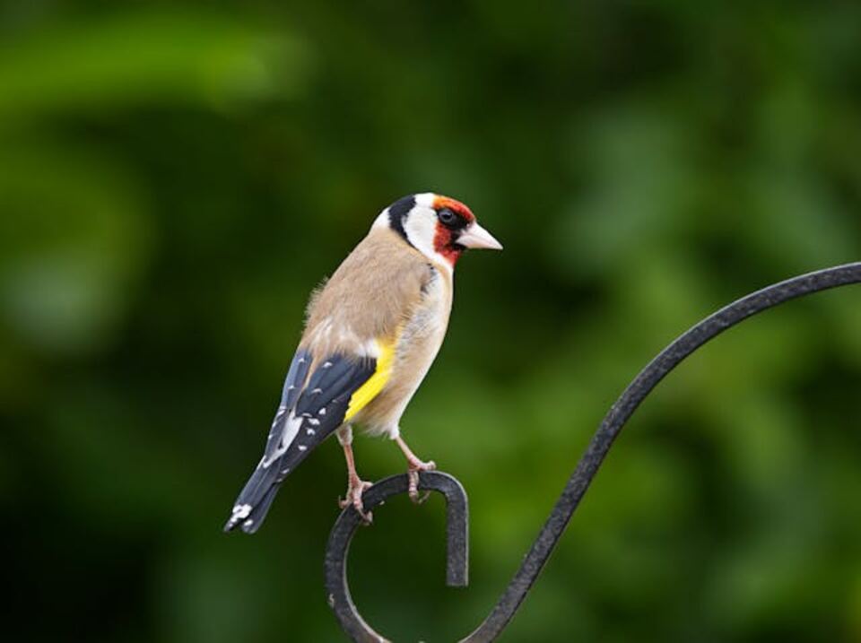 A European Goldfinch perched on a black fence.