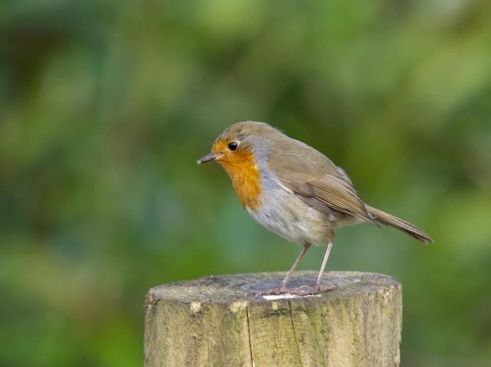 A European Robin perched on a tree stump.