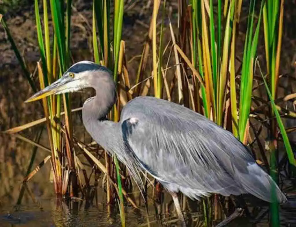 A Great Blue Heron foraging in marsh.