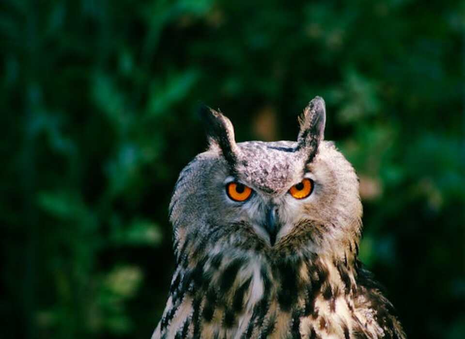 A Great Horned Owl with piercing eyes.