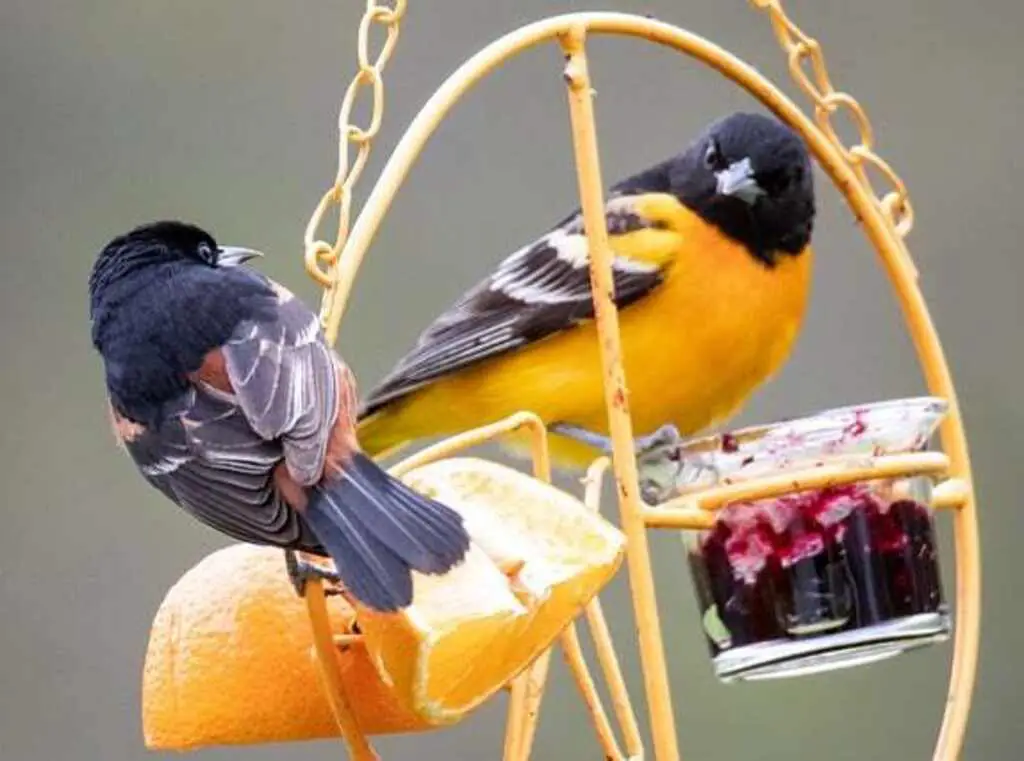 Best Kept Secrets for Attracting Birds to Your Backyard