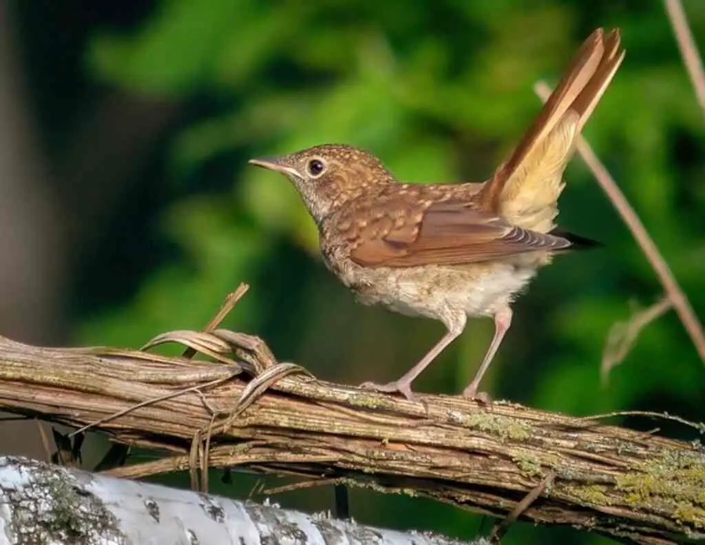 A Common Nightingale perched on a tree.