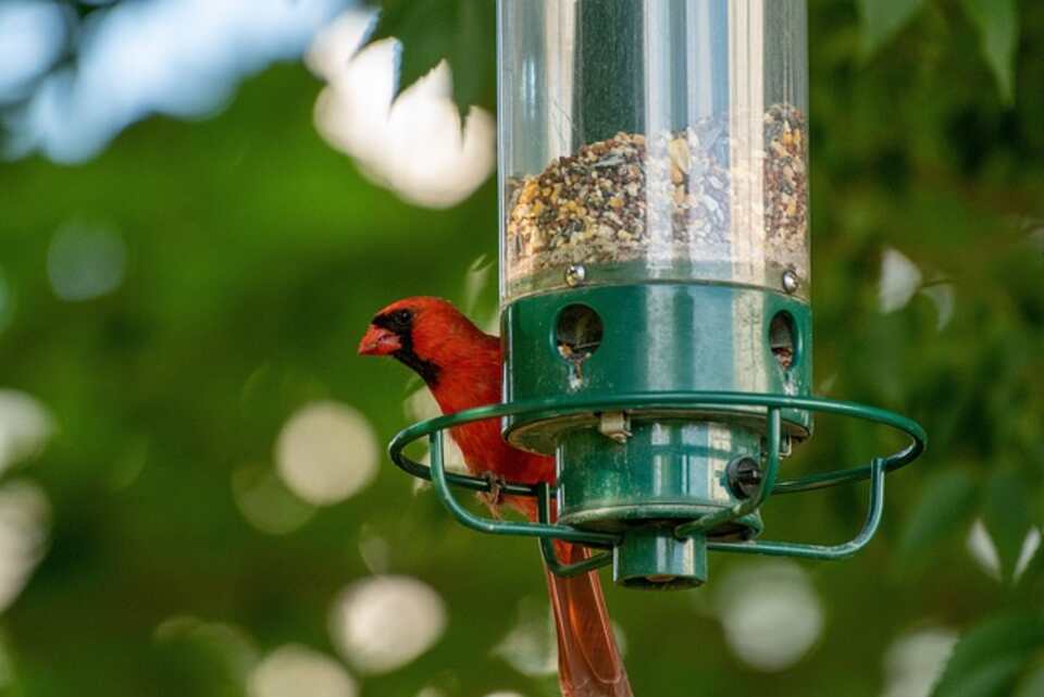 A Northern Cardinal at a feeder.