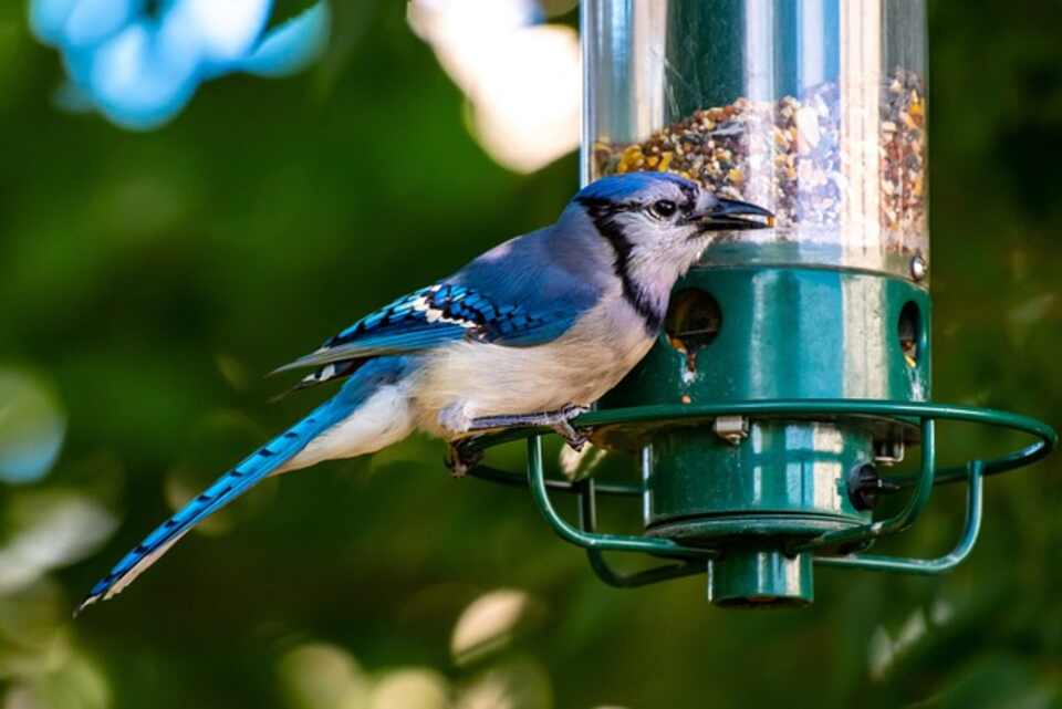 A Blue Jay feeding at a squirrel-proof feeder.