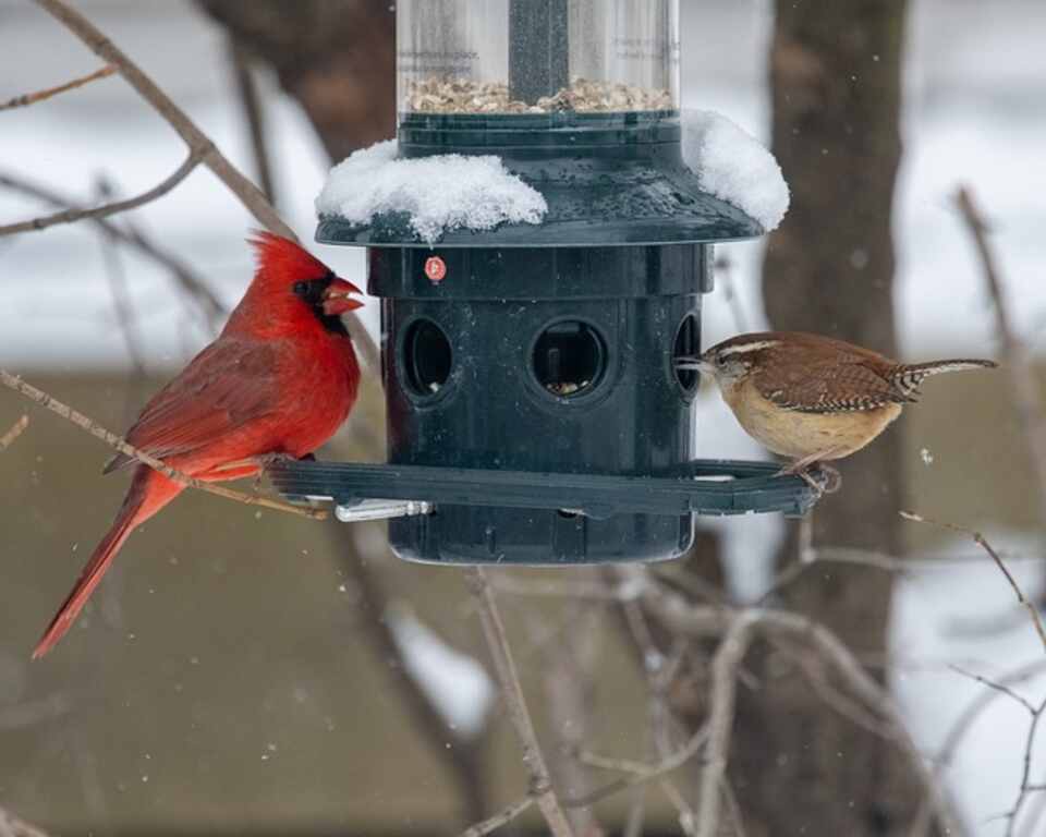 A Cardinal and a Wren feeding from a squirrel-proof feeder.